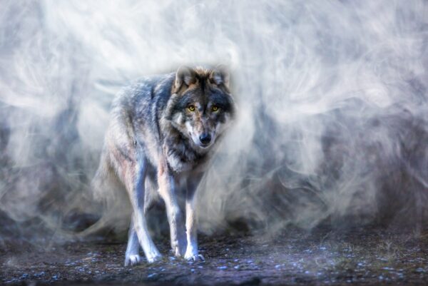 Image d'un loup dans la brume – Image 2