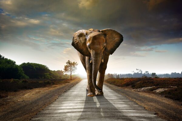 Une image d'un éléphant sur la route – Image 2