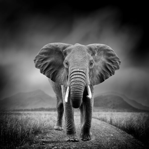 Une image d'un portrait d'un éléphant – Image 2