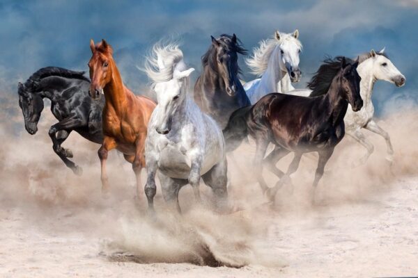 Une image de chevaux dans le désert – Image 2