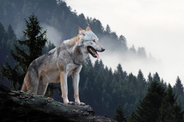 Image du loup et des montagnes – Image 2