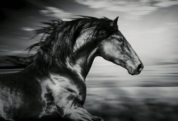 Image d'un cheval noir – Image 2
