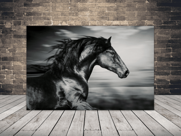 Image d'un cheval noir
