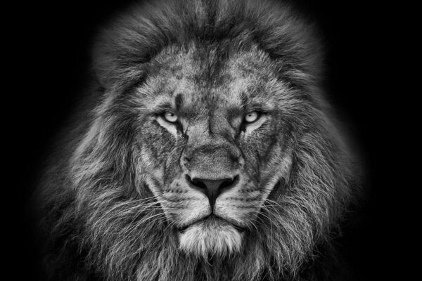 Image d'un lion fier – Image 2