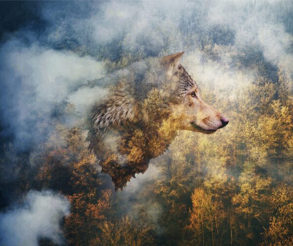 Image d'un portrait d'un loup – Image 2