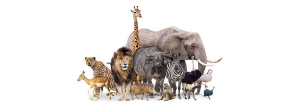 Une image d'animaux dans le zoo – Image 2