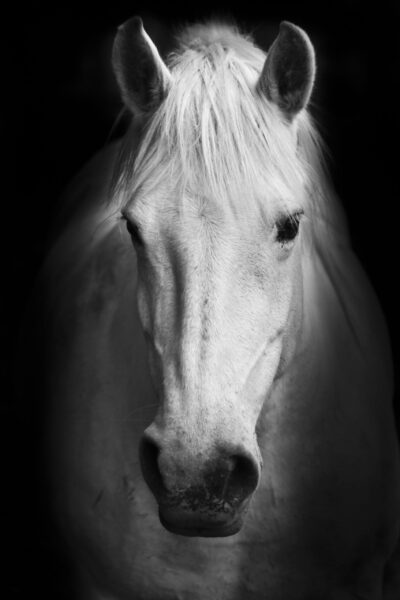 Image d'un cheval blanc – Image 2
