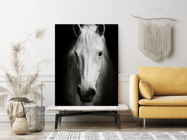 Image d'un cheval blanc – Image 3