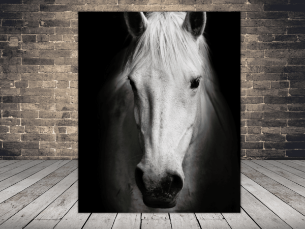 Image d'un cheval blanc