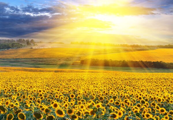 Une image d'un champ de colza solaire – Image 2