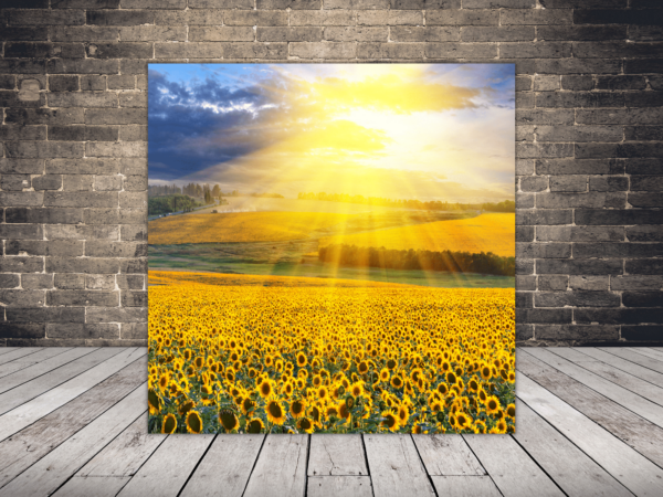 Une image d'un champ de colza solaire