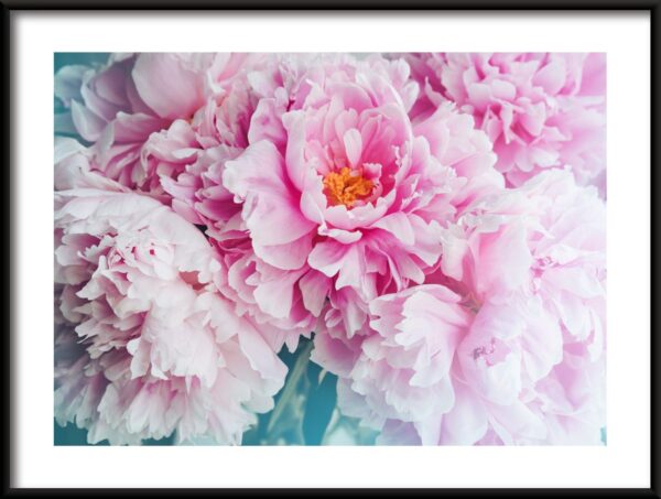 Pivoines roses Poster