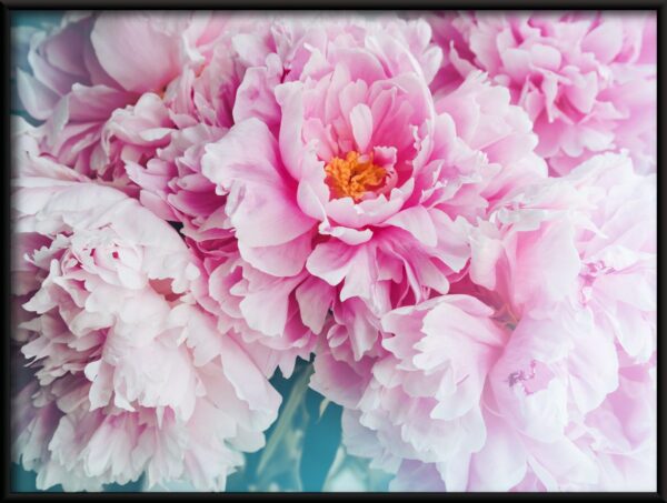 Pivoines roses Poster – Image 2