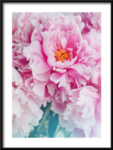 Pivoines roses Poster – Image 3