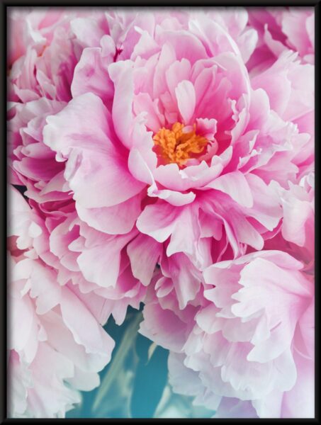 Pivoines roses Poster – Image 4