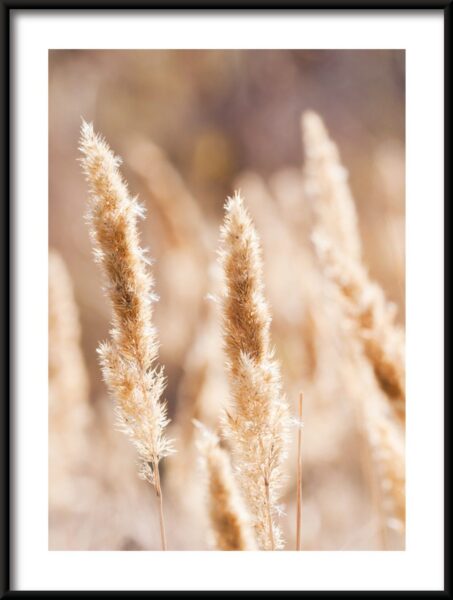 Affiche d'herbe de la pampa – Image 3