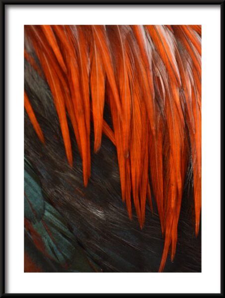 Affiche plumes rouges – Image 3