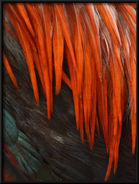 Affiche plumes rouges – Image 4