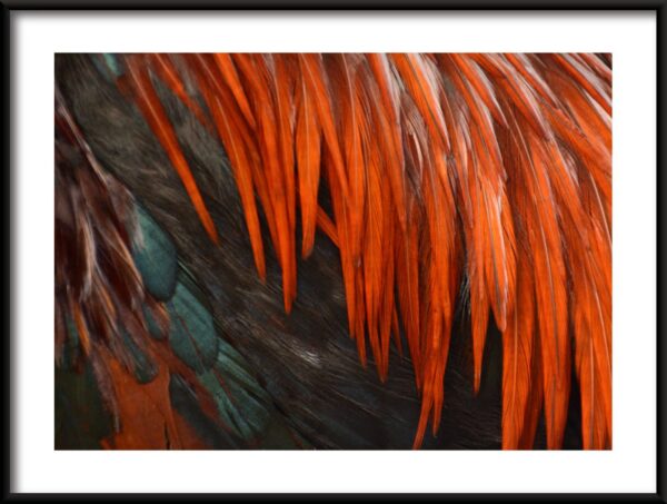 Affiche plumes rouges