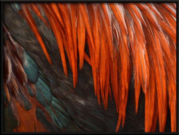 Affiche plumes rouges – Image 2