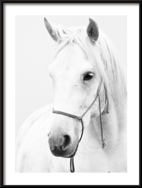 Affiche cheval blanc
