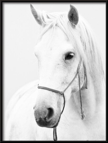 Affiche cheval blanc – Image 2