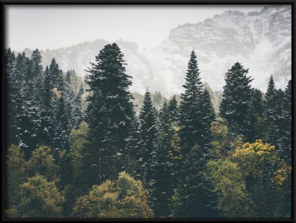 Affiche forêt de montagne – Image 2