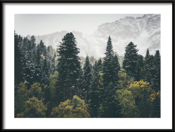 Affiche forêt de montagne