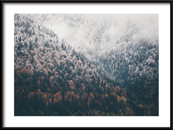 Affiche forêt de montagne