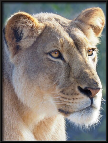 Affiche Portrait d'un lion – Image 4