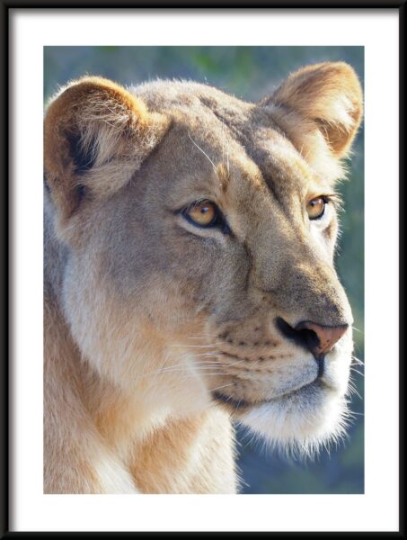 Affiche Portrait d'un lion – Image 3