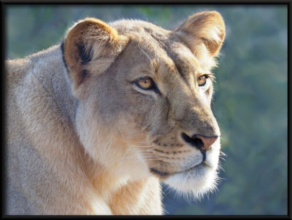 Affiche Portrait d'un lion – Image 2