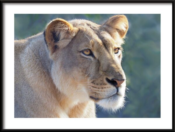 Affiche Portrait d'un lion