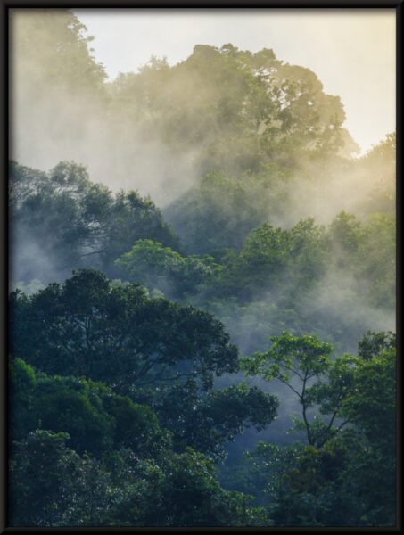 Forêt derrière le brouillard Poster – Image 4
