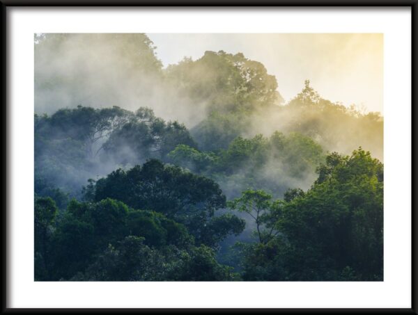 Forêt derrière le brouillard Poster