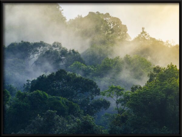 Forêt derrière le brouillard Poster – Image 2