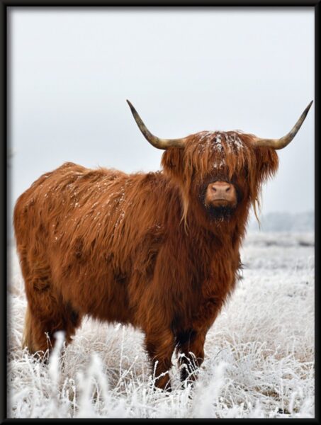 Grand animal Poster – Image 4