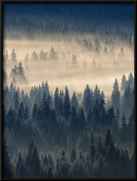 Brouillard de forêt Poster – Image 4