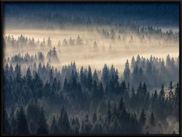 Brouillard de forêt Poster – Image 2