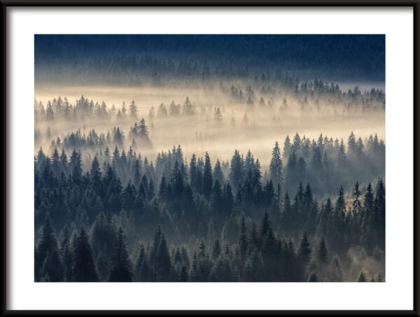 Brouillard de forêt Poster