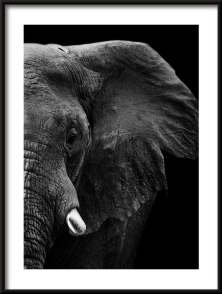 Éléphant sans défense Poster – Image 3