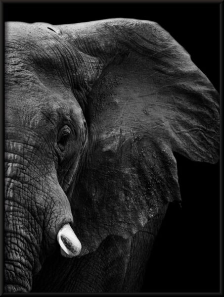 Éléphant sans défense Poster – Image 4