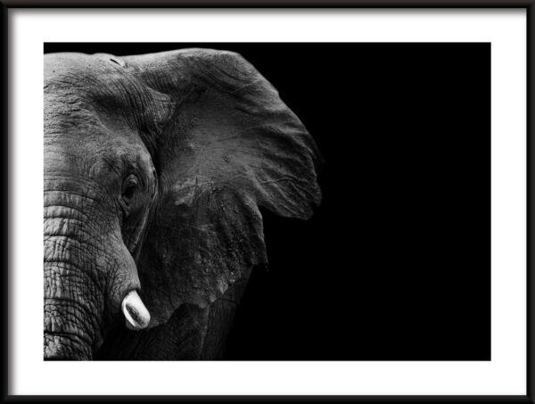 Éléphant sans défense Poster