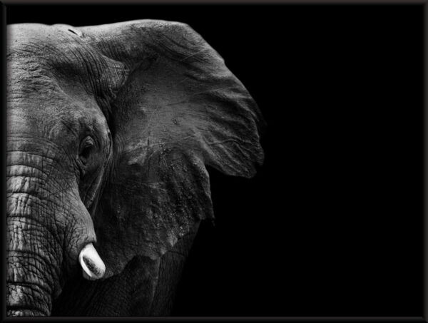 Éléphant sans défense Poster – Image 2