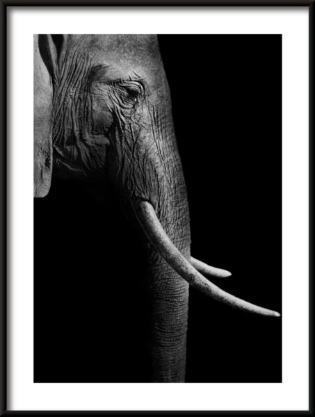 Affiche de profil d'éléphant – Image 3