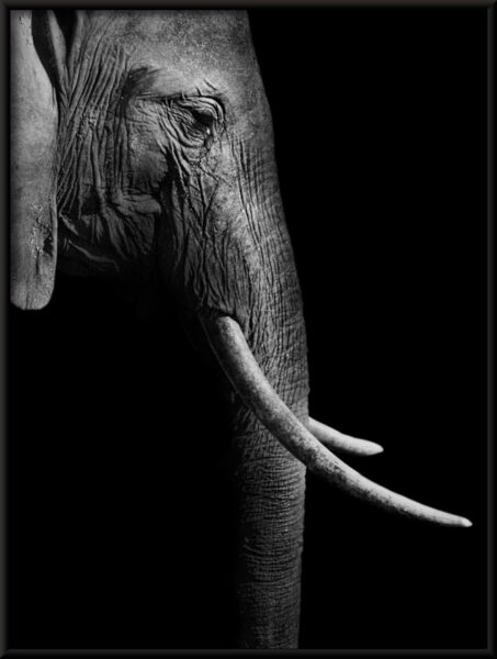 Affiche de profil d'éléphant – Image 4