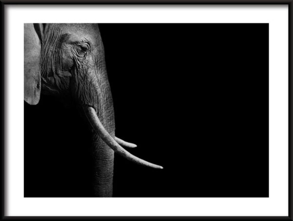 Affiche de profil d'éléphant