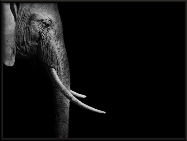 Affiche de profil d'éléphant – Image 2