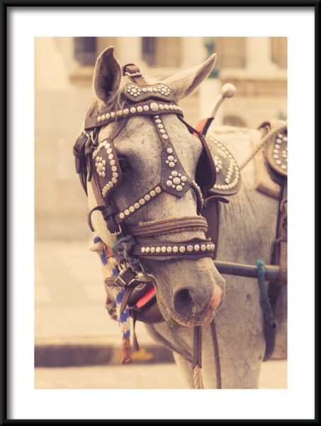 Affiche cheval gris – Image 3