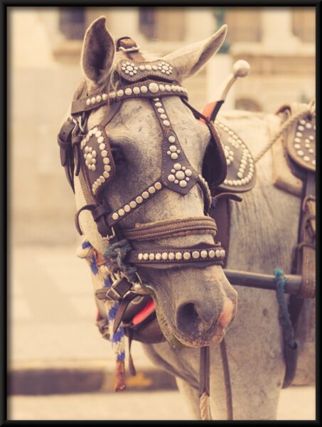 Affiche cheval gris – Image 4